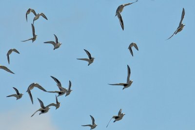 Shorebirds DSC_9402.jpg