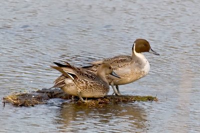 Pair o' Pintails DSC_9455.jpg