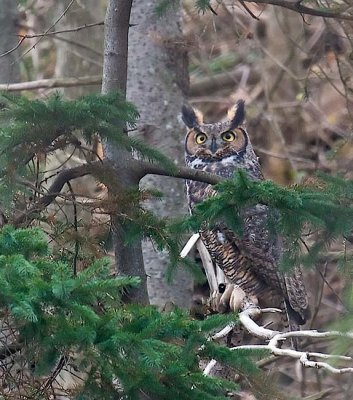 Gt. Horned Owl, Wolfville DSC_9477.jpg