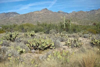 Sabino Canyon DSCN1077.jpg