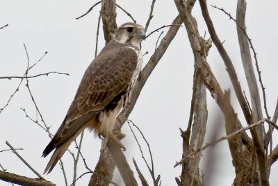 ->, Prairie Falcon DSCN1105.jpg