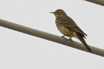 ->, Pipit DSCN1115.jpg