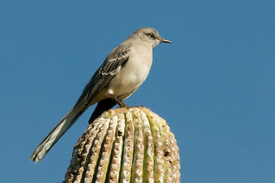 N.Mockingbird DSC_0007.jpg