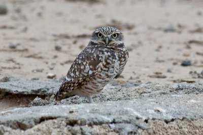 Burrowing Owl, Santa Cruz Flats DSC_0026.jpg
