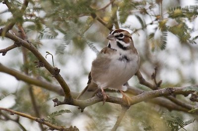 Lark Sparrow DSC_0046.jpg