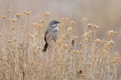 Bell's Sparrow DSC_0065.jpg