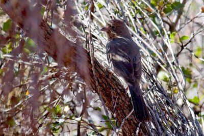 Canyon Towhee DSC_9756.jpg