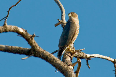 Coopers Hawk DSC_9788.jpg