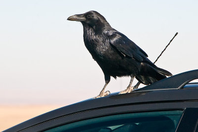 Raven on cars DSC_9812.jpg