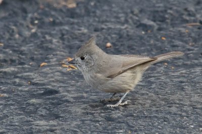 Juniper Titmouse DSC_9886.jpg