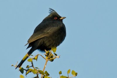 Phainopepla DSC_9965.jpg