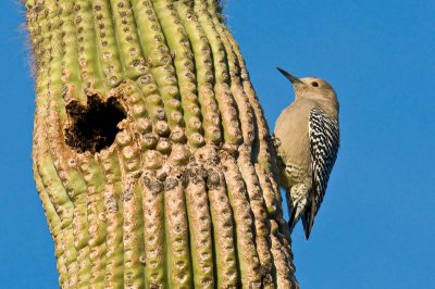 Gila Woodpecker DSC_9976.jpg