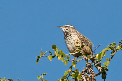 Cactus Wren DSC_9991.jpg