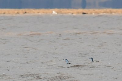 Red-thr. Loons, The Guzzle DSC_0278.jpg