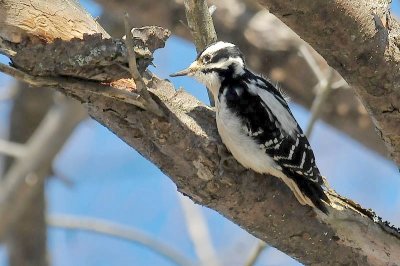 Hairy Woodpecker, Kentville DSC_0321.jpg