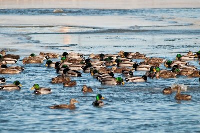 A Mess of Mallards DSC_0502.jpg