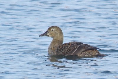 F.King Eider, P.Pl. Park