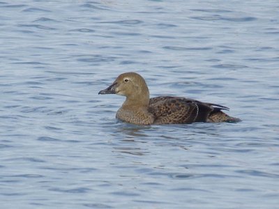 F. King Eider