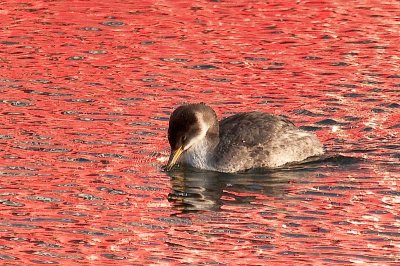 Red-neck in Red reflection, Sambro
