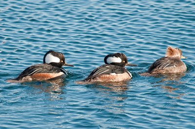 Hooded Mergs, Sambro