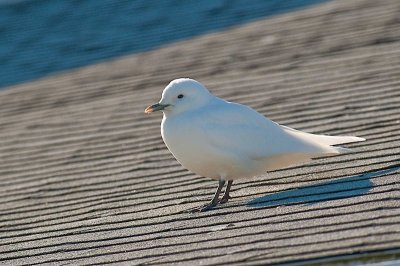 Ivory Gull