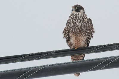 Peregrine DSC_1165-Edit.jpg