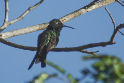 103-DSC00265-Cuban Emerald.jpg