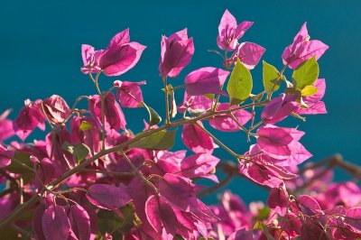 105-DSC_1662-Bougainvillea hedge.jpg