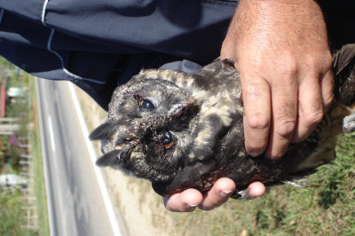 108-DSC00276-Dead owl.jpg
