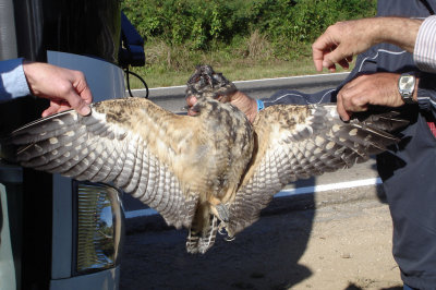 109-DSC00278-Dead owl.jpg