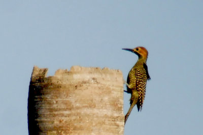 120-DSC00296-Fernandina's Flicker.jpg