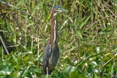 127-DSC00311-Green Heron.jpg