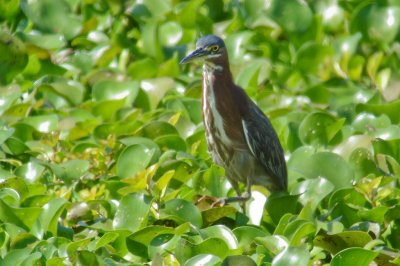 128-DSC00314-Green Heron.jpg