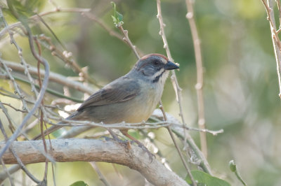 143-DSC_1737-Zapata Sparrow.jpg