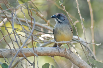 144-DSC_1738-Zapata Sparrow.jpg