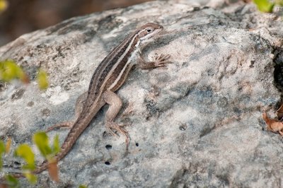 145-DSC_1741-Lizard.jpg