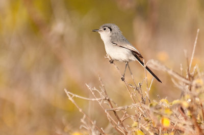 146-DSC_1751-Cuban Gnatcatcher.jpg