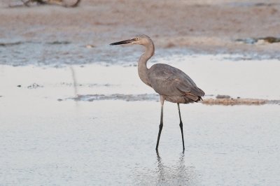 147-DSC_1756-Reddish Egret.jpg