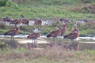 148-DSC_1764-Whistling Ducks.jpg