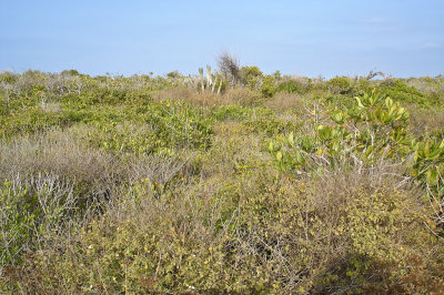 151-DSC00331-Coastal scrub.jpg