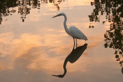 154-DSC_1776-GBH White phase.jpg