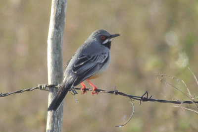 16-DSC00108-Red-legged Thrush.jpg