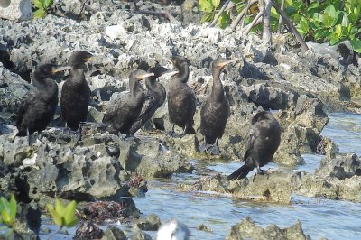 161-DSC00341-Neotropic Cormorants.jpg