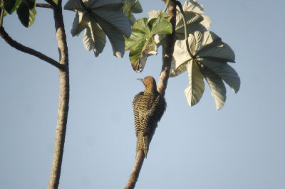17-DSC00112-Fernandina's Flicker.jpg
