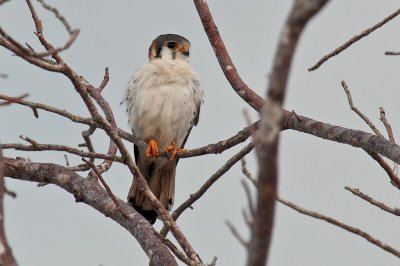 170-DSC_1810-Kestrel.jpg