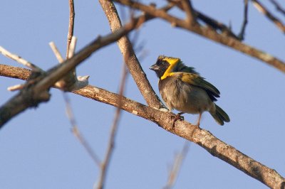 174-DSC_1829-Cuban Grassquit.jpg