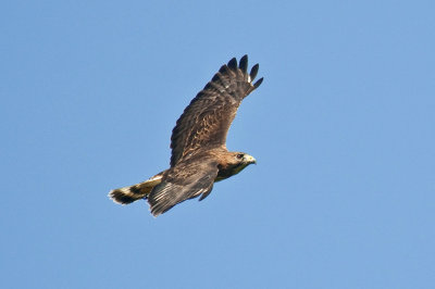 178-DSC_1846-Broad wing.jpg