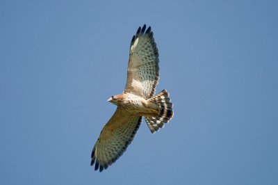 179-DSC_1848-Broad wing.jpg