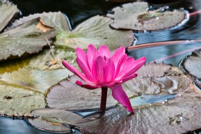 181-DSC_1867-Lilly.jpg