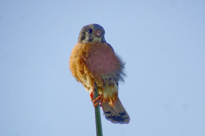 187-DSC00390-Dark morph Kestrel.jpg